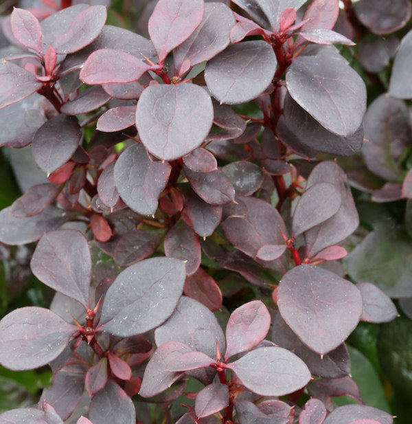  Beberitze Summer Chocolate® 15-20cm - Berberis Thunbergii