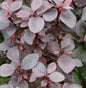  Beberitze Summer Chocolate® 15-20cm - Berberis Thunbergii