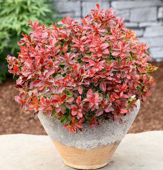  Beberitze Admiration® 20-25cm - Berberis Thunbergii