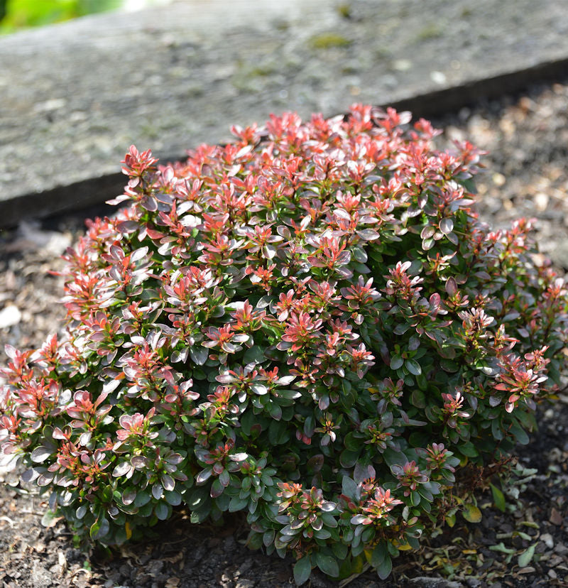 Beberitze Bagatelle 25-30cm - Berberis Thunbergii