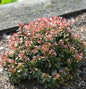  Beberitze Bagatelle 25-30cm - Berberis Thunbergii
