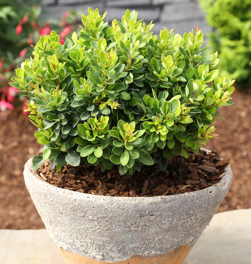  Beberitze Kobold 25-30cm - Berberis Thunbergii