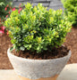  Beberitze Kobold 15-20cm - Berberis Thunbergii