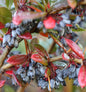  Großblättrige Berberitze 80-100cm - Berberis Julianae