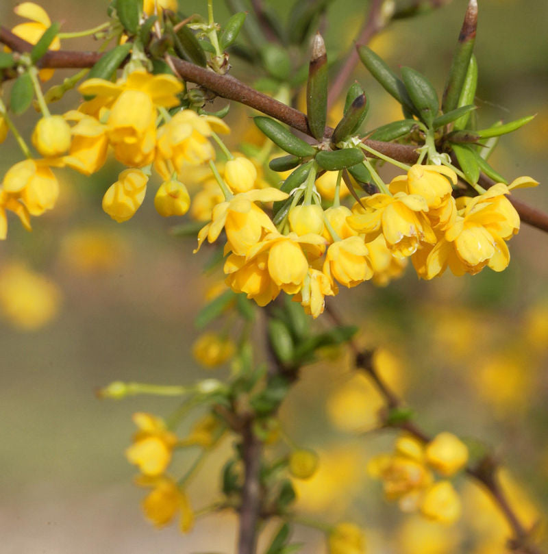  Schmalblättrige Berberitze 80-100cm - Berberis Stenophylla