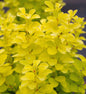  Goldberberitze Maria® 40-60cm - Berberis Thunbergii