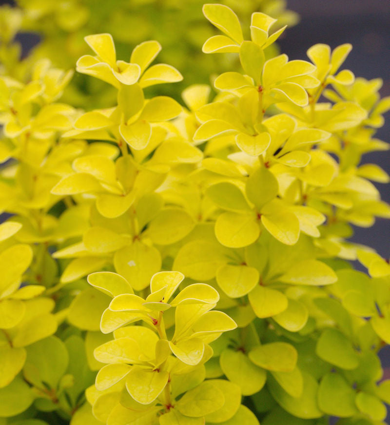  Goldberberitze Maria® 25-30cm - Berberis Thunbergii