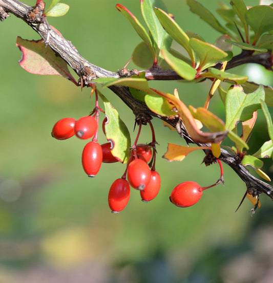  Grüne Heckenbeberitze 100-125cm - Berberis Thunbergii