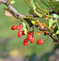  Grüne Heckenbeberitze 100-125cm - Berberis Thunbergii
