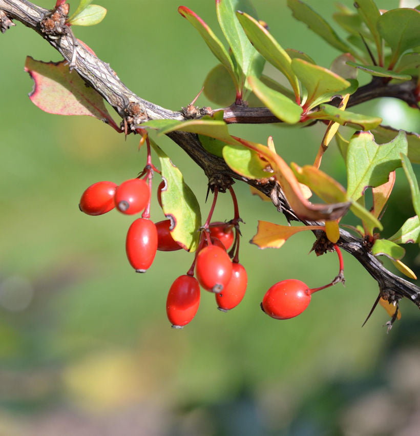  Grüne Heckenbeberitze 40-60cm - Berberis Thunbergii