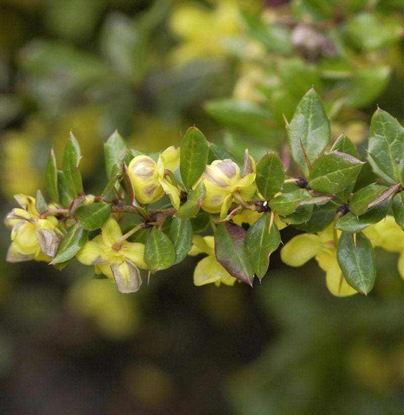  Warzen Berberitze 30-40cm - Berberis Verruculosa