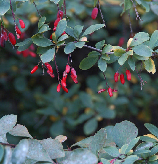  Sauerdorn 60-80cm - Berberis Vulgaris
