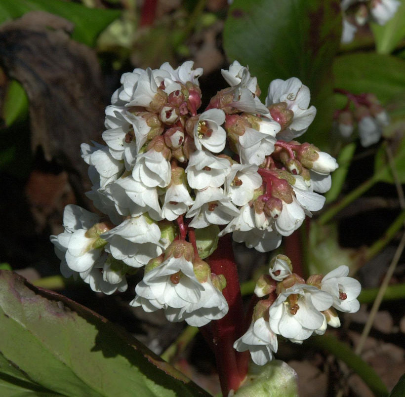 Bergenie Silberlicht - Bergenia Cordifolia