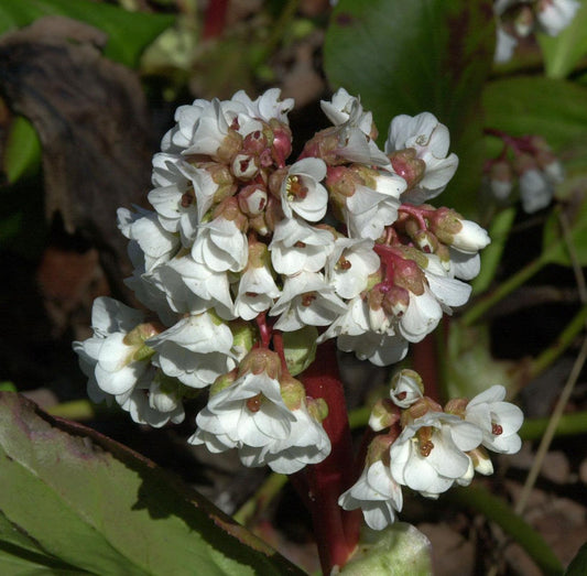  Bergenie Silberlicht - Bergenia Cordifolia