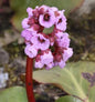  Bergenie Herbstblüte - Bergenia Cordifolia