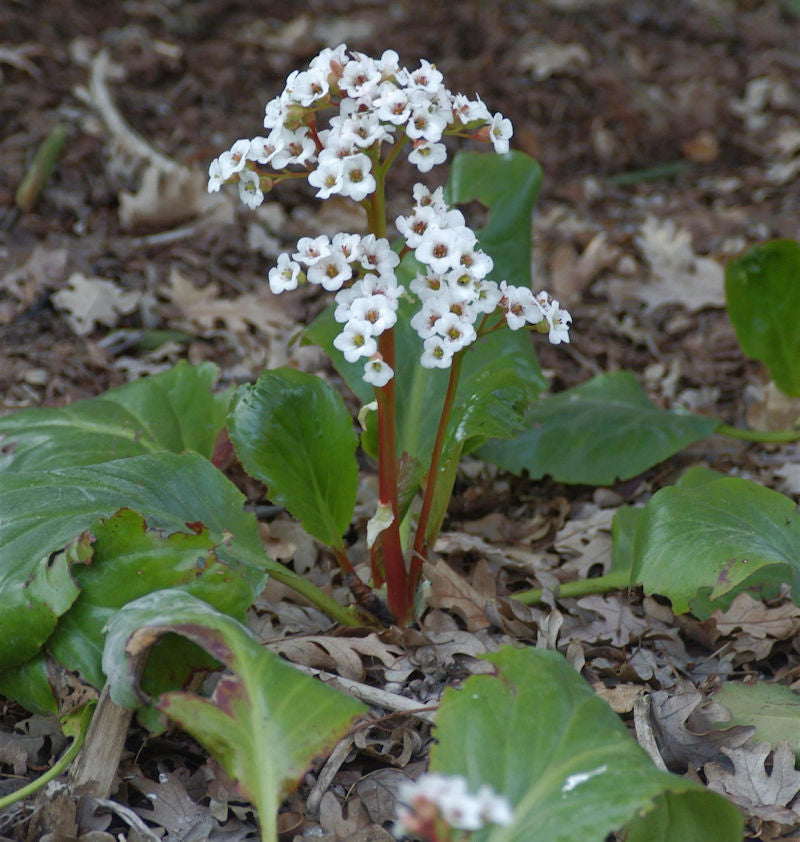  Bergenie Jelle - Bergenia Cordifolia