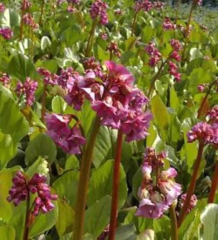  Bergenie Rotblum - Großer Topf - Bergenia Cordifolia