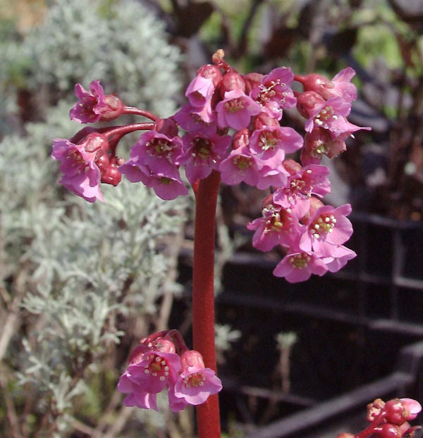  Bergenie Rotblum - Bergenia Cordifolia