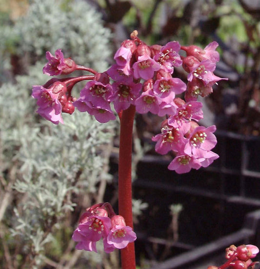  Bergenie Rotblum - Bergenia Cordifolia