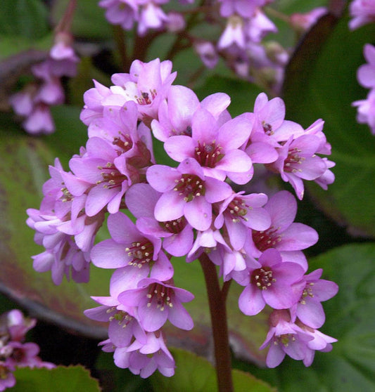  Altei Bergenie - Bergenia Cordifolia