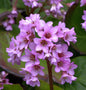  Altei Bergenie - Bergenia Cordifolia