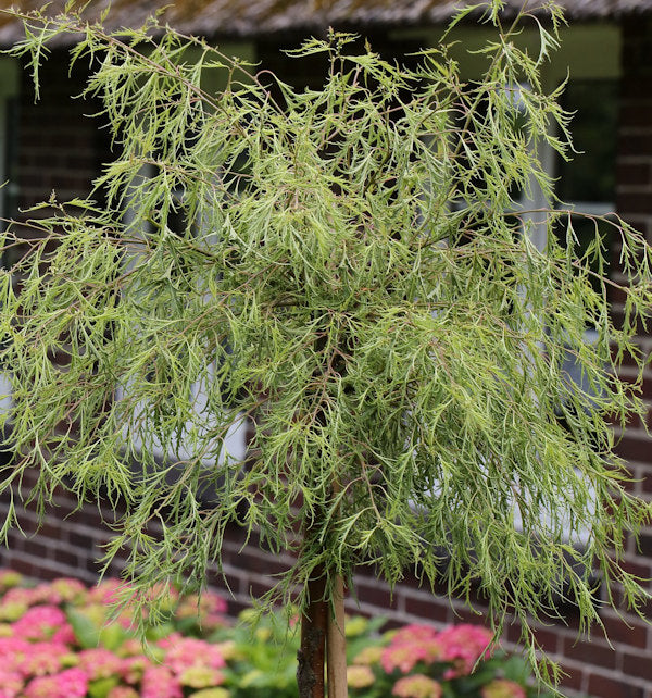 Geschlitztblättrige Zwerg Birke Karaca 40-50cm - Betula Pendula