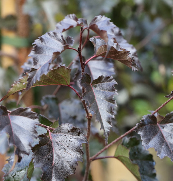  Rotblättrige Hängebirke Royal Frost 125-150cm - Betula Pendula