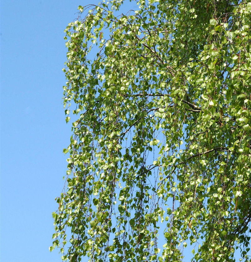  Hochstamm Birke Long Trunk 100-125cm - Betula Pendula