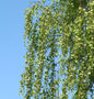  Hochstamm Birke Long Trunk 100-125cm - Betula Pendula