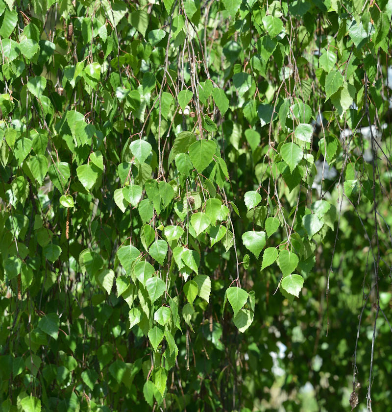  Hochstamm Trauer-Birke Youngii 80-100cm - Betula Pendula