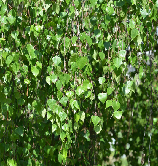  Hochstamm Trauer-Birke Youngii 80-100cm - Betula Pendula