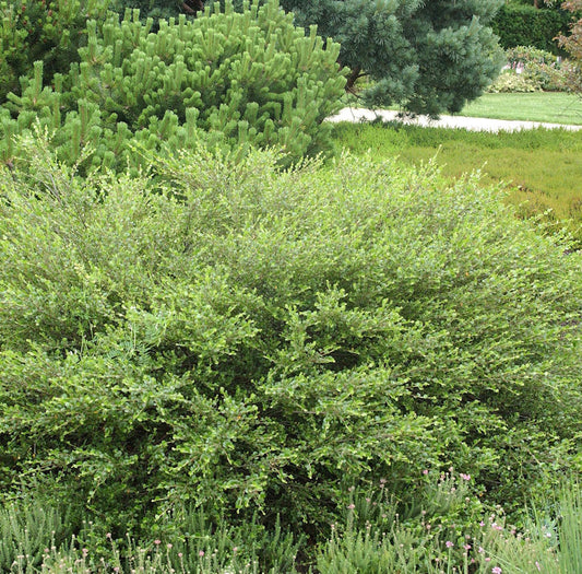  Polarbirke Zwergbirke 40-60cm - Betula Nana