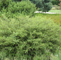  Polarbirke Zwergbirke 60-80cm - Betula Nana