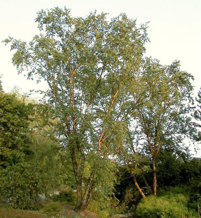  Schwarz Birke 100-125cm - Betula Nigra