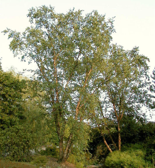  Schwarz Birke 100-125cm - Betula Nigra