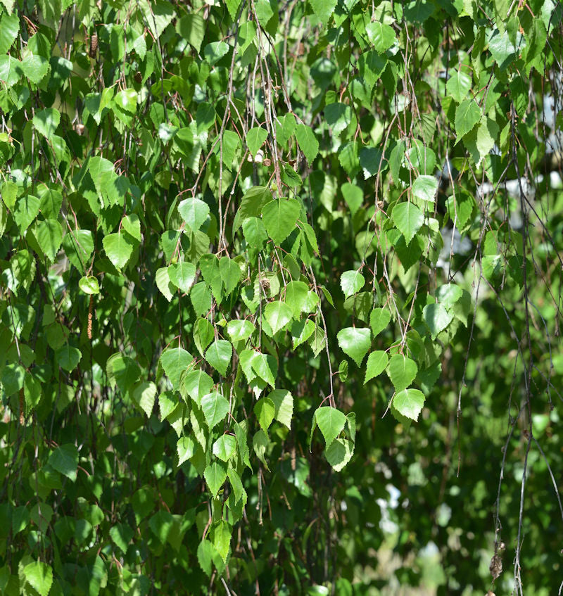  Trauer Birke 100-125cm - Betula Pendula