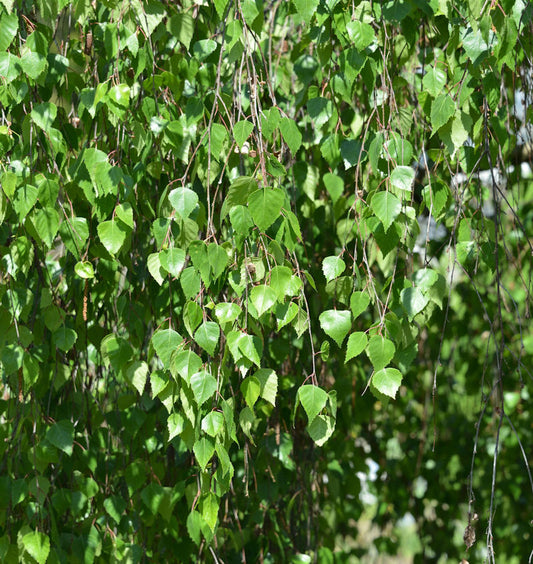  Trauer Birke 100-125cm - Betula Pendula