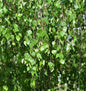  Trauer Birke 100-125cm - Betula Pendula