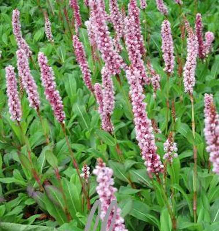  Schneckenknöterich Darjeeling Red - Bistorta Affinis