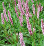  Schneckenknöterich Darjeeling Red - Bistorta Affinis