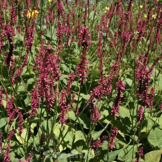  Kerzenknöterich J.S.Caliente - Bistorta Amplexicaulis