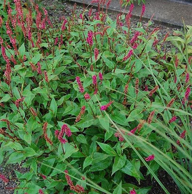  Hängender Kerzenknöterich - Bistorta Amplexicaulis