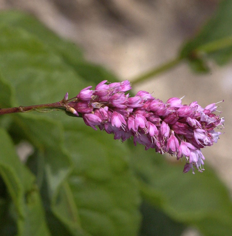  Kerzenknöterich - Bistorta Amplexicaulis