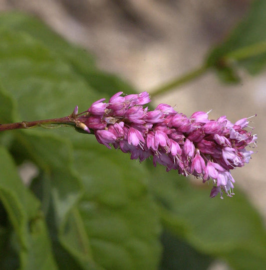  Kerzenknöterich - Bistorta Amplexicaulis
