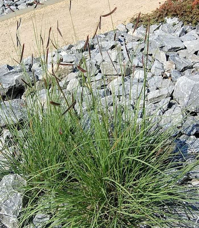  Moskitogras - Großer Topf - Bouteloua Gracilis