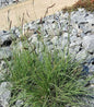  Moskitogras - Großer Topf - Bouteloua Gracilis