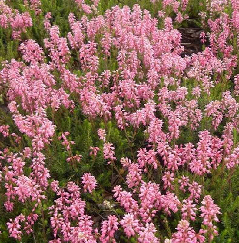  10x Ährenheide - Bruckenthalia Spiculifolia