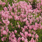  10x Ährenheide - Bruckenthalia Spiculifolia