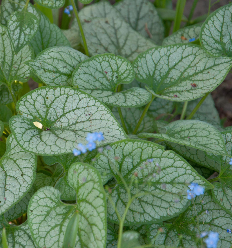  Kaukasus Vergißmeinnicht Alexanders Great - Brunnera Macrophylla