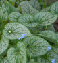  Kaukasus Vergißmeinnicht Alexanders Great - Brunnera Macrophylla